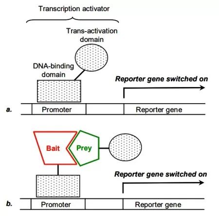 Principle of the yeast two-hybrid system (Wavreille, 2006)